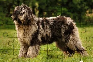 Pastore bergamasco