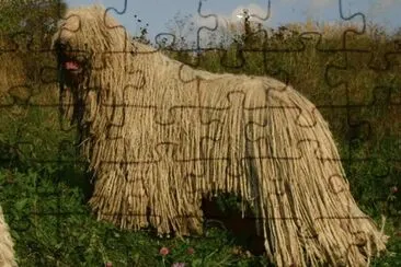 Pastore komondor