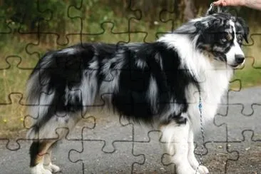 פאזל של Patore australian shepherd