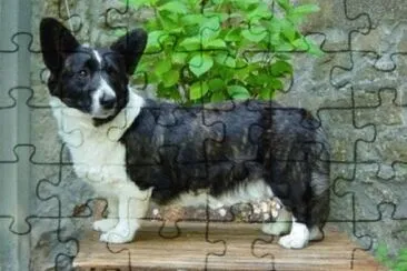 פאזל של Pastore welsh corgi cardigan