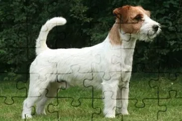 Terrier jack russell