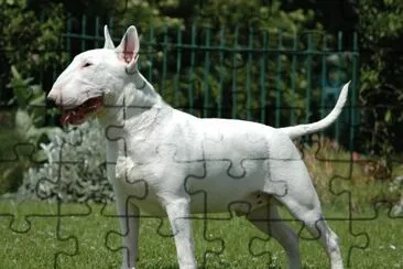 Terrier bull inglese taglia normale