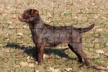 פאזל של Terrier patterdale