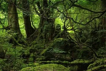 Yakushima jigsaw puzzle