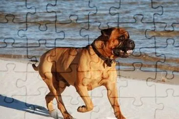 Bullmastiff