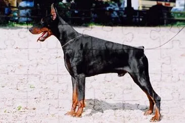 Dobermann nero