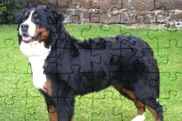 Bovaro del bernese