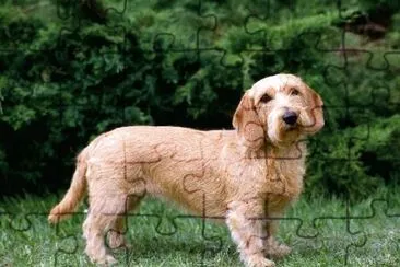 Basset fauve de bretagne