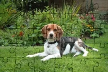 Beagle