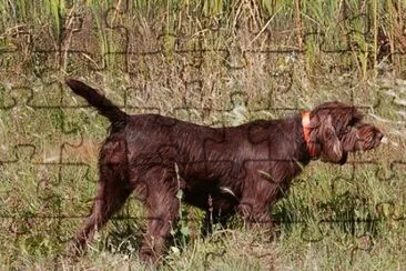 Pudel pointer