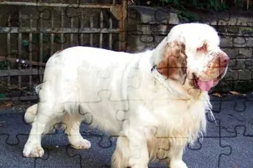 Clumber spaniel