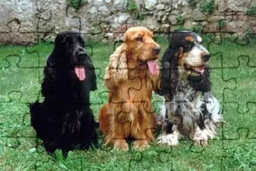 Cocher spaniel inglese