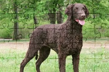 Curly coated retriever