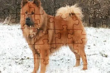 Eurasier