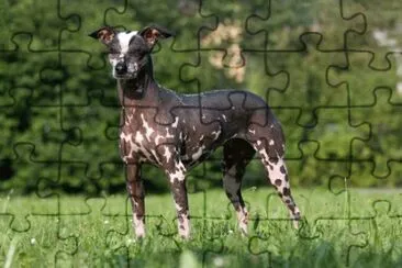 Perro sin pilo del peru