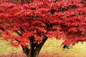 arbol jigsaw puzzle