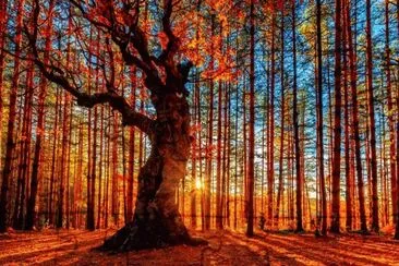 beautiful sunse jigsaw puzzle