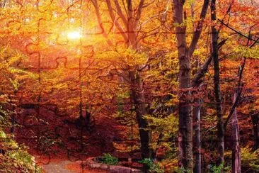 fall jigsaw puzzle