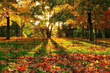 autumn colorfull jigsaw puzzle