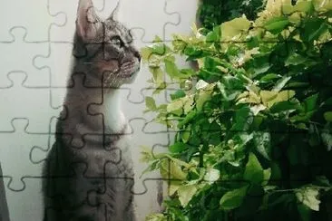 GATO ATIGRADO TAIGER jigsaw puzzle