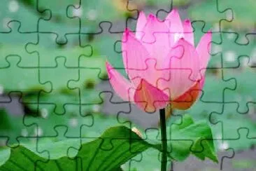 Flor jigsaw puzzle