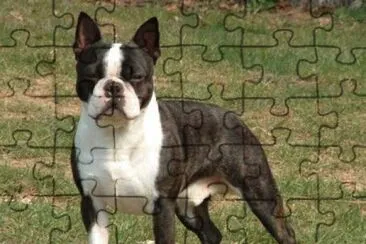 Boston terrier