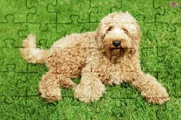 Labradoodle