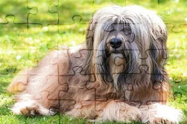 Tibetan terrier