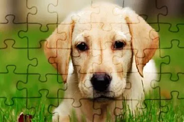 ANIMALES jigsaw puzzle