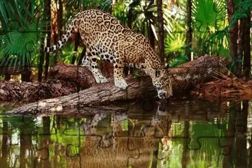 wild life jigsaw puzzle