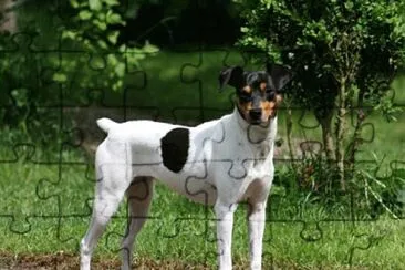 Ratonero bodeguero andaluz