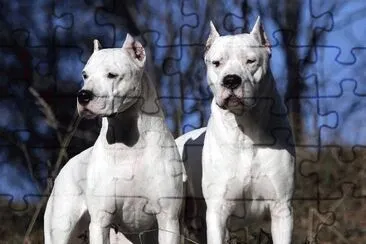 Dogo argentino