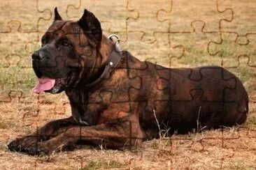 Presa canario