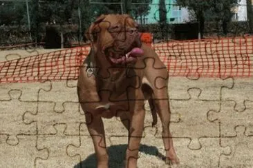 Dogue di bordeaux