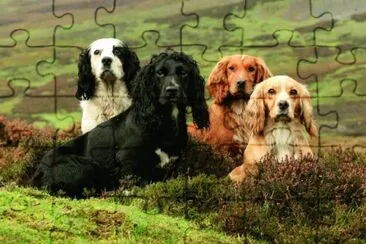 Cocker spaniel inglesi