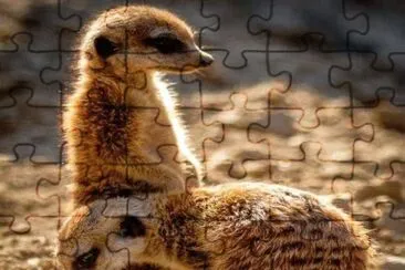 49 jigsaw puzzle