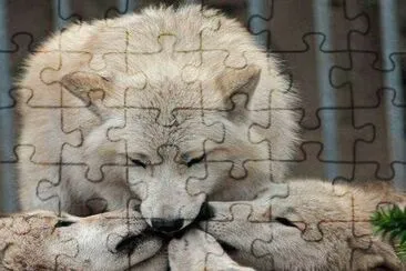 50 jigsaw puzzle