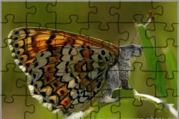 papillon marmotte jigsaw puzzle