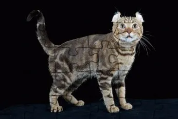 American curl jigsaw puzzle