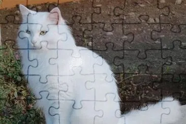 Angora turco jigsaw puzzle