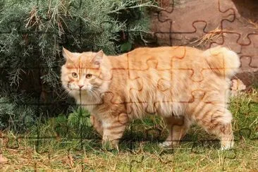 Kurilian  bobtail