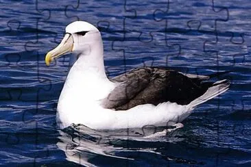 Albatro