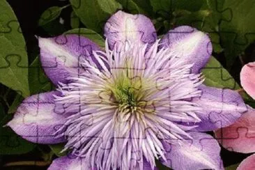 Clematis