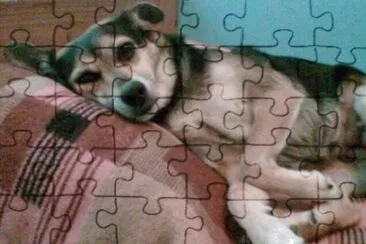 MI PERRA PINCKY jigsaw puzzle