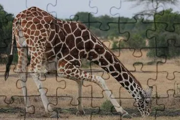 Giraffa