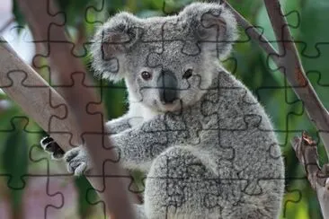 Koala