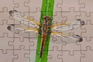 Libellula