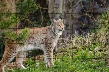 Lince