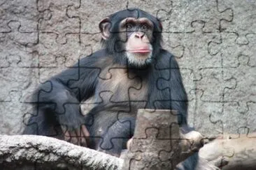 Macaco jigsaw puzzle