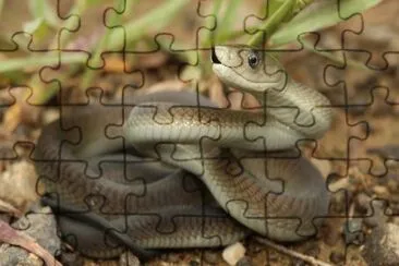 Mamba jigsaw puzzle